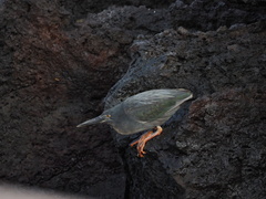Butorides striata sundevalli