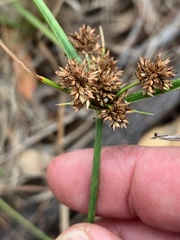 Cyperus difformis