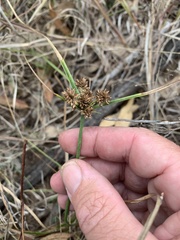 Cyperus difformis