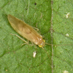 Xanthocaecilius sommermanae