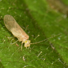 Xanthocaecilius sommermanae