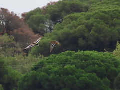 Anas platyrhynchos