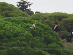 Anas platyrhynchos