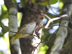Erpornis zantholeuca
