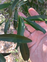 Elaeodendron australe