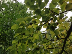 Davidia involucrata