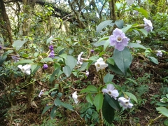 Brunfelsia plowmaniana