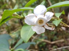 Brunfelsia plowmaniana