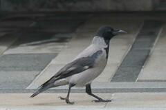 Corvus cornix