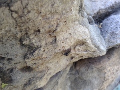 Salticidae