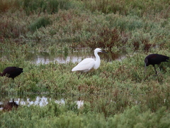 Egretta garzetta