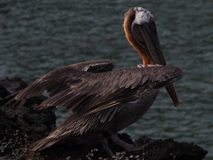 Pelecanus occidentalis urinator