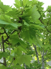 Acer rubrum