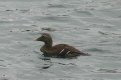 Somateria mollissima