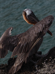 Pelecanus occidentalis urinator