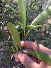 Elaeodendron australe
