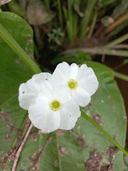 Echinodorus cordifolius