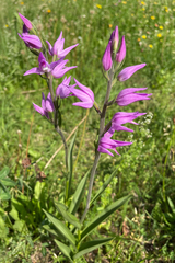 Cephalanthera rubra