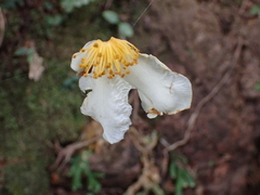 Polyspora axillaris
