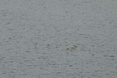 Mergus merganser merganser