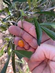 Elaeodendron australe