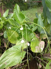 Echinodorus cordifolius