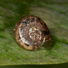 Helicarionidae