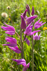 Cephalanthera rubra