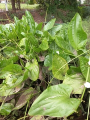 Echinodorus cordifolius