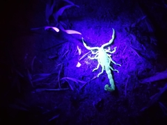 Buthus