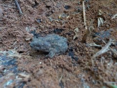 Rhinella granulosa