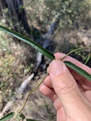 Leichhardtia viridiflora