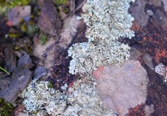 Physcia caesia