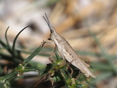 Pyrgomorpha conica