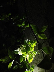 Trachelospermum jasminoides