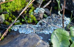 Xanthoparmelia cumberlandia