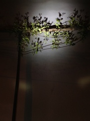 Trachelospermum jasminoides