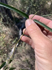Leichhardtia viridiflora