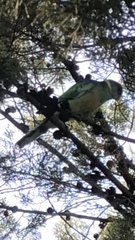 Barnardius zonarius barnardi