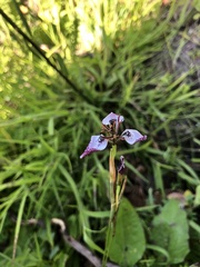 Moraea unguiculata