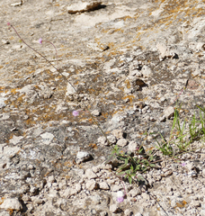 Boerhavia purpurascens