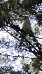 Barnardius zonarius barnardi