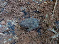 Rhinella granulosa