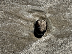 Sacoglottis amazonica