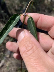 Leichhardtia viridiflora