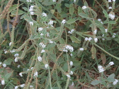 Heliotropium europaeum