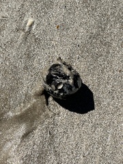 Sacoglottis amazonica