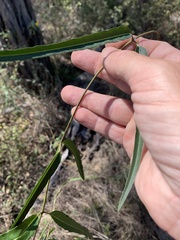 Leichhardtia viridiflora
