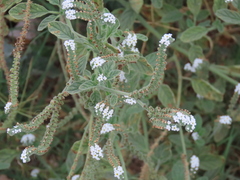Heliotropium europaeum