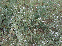 Heliotropium europaeum
